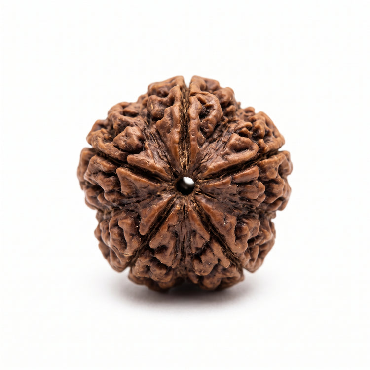 Bracelet Bead: Rudraksha